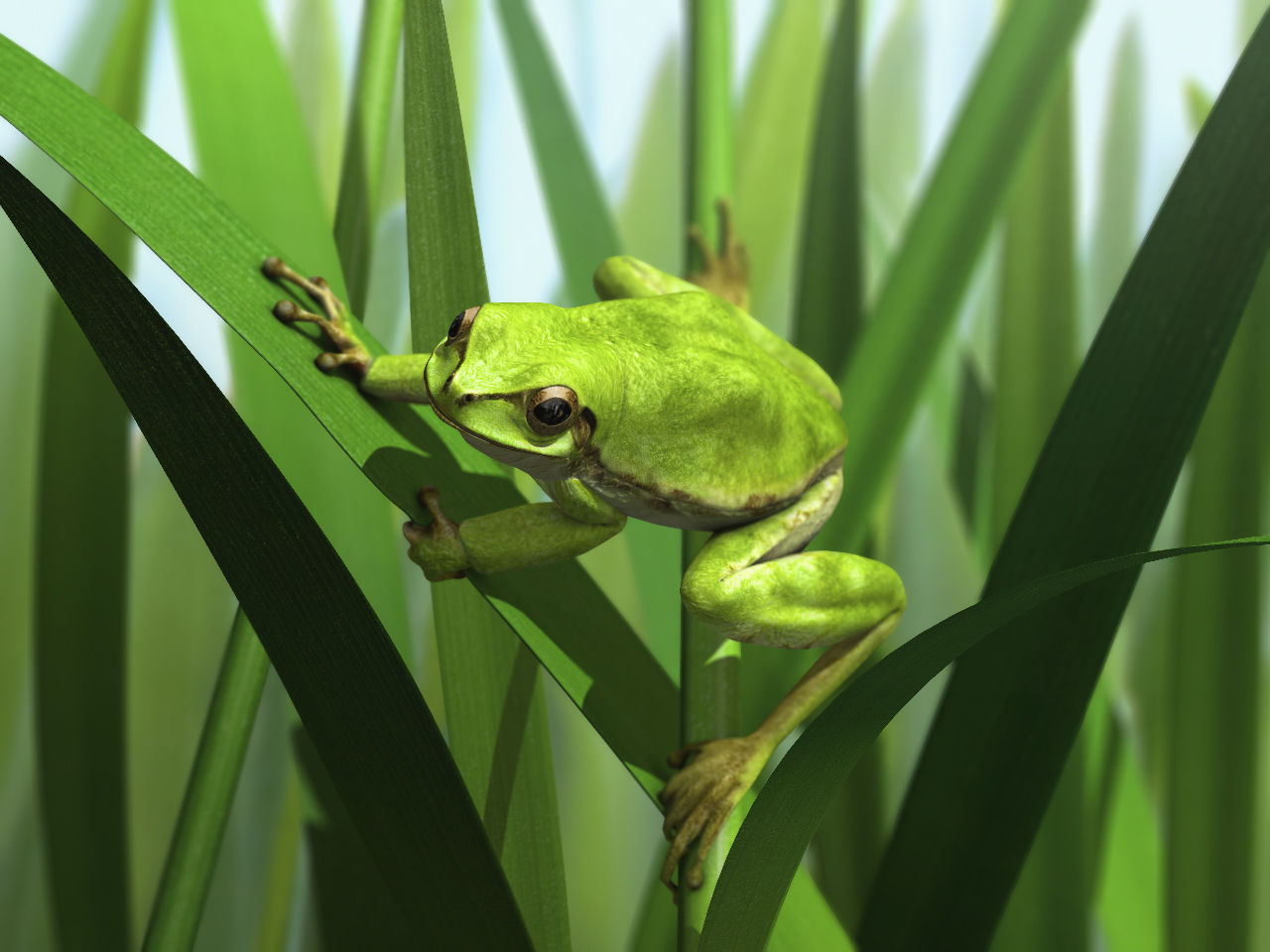 frog02