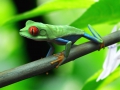 frog01