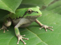 frog_complete_2k
