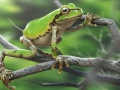 frog_fin