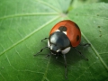 ladybird01