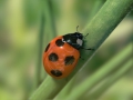 ladybird02