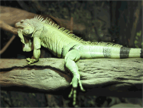 iguana2